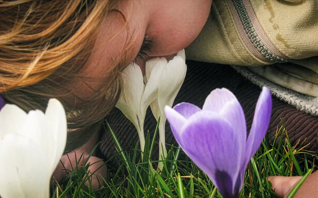 Ein kleiner Junge steckt die Nase in eine Krokus-Blüte