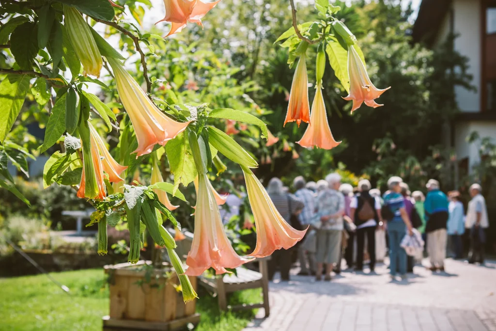 Im Vordergrund Blüten der Engelstrompete, im Hintergrund eine Gruppe Menschen, die sich zu einer Gartenführung versammelt haben