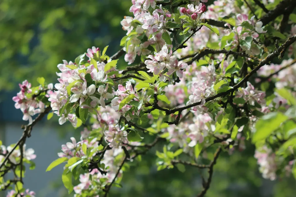 Ein blühender Apfelbaum