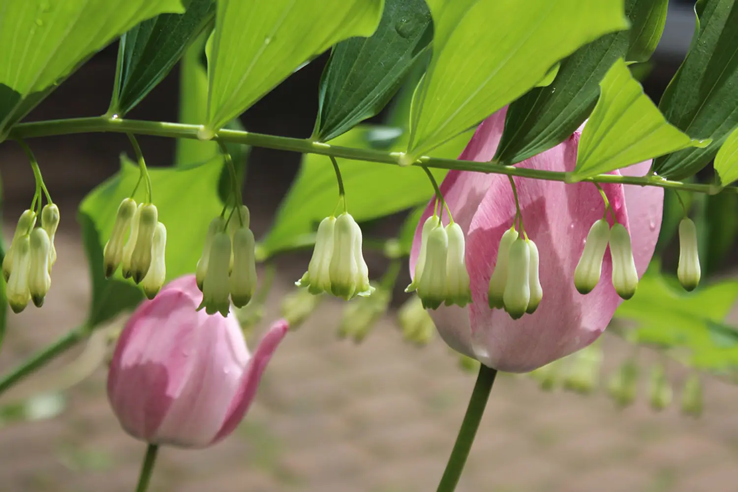 Frühlingsblüten und rosa blühende Tulpen
