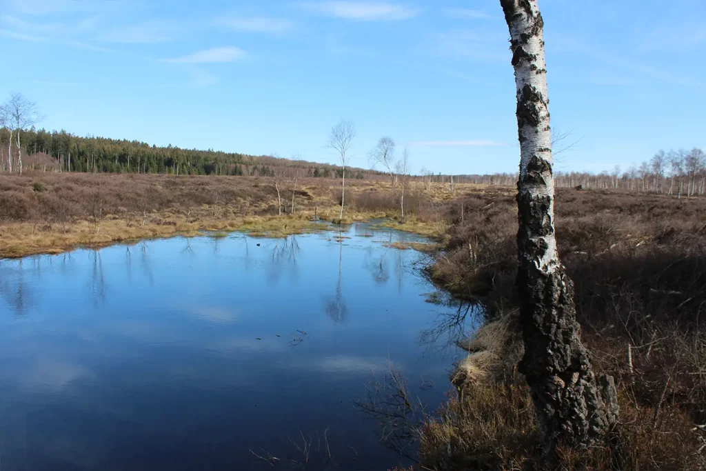 Moorlandschaft mit einer Birke