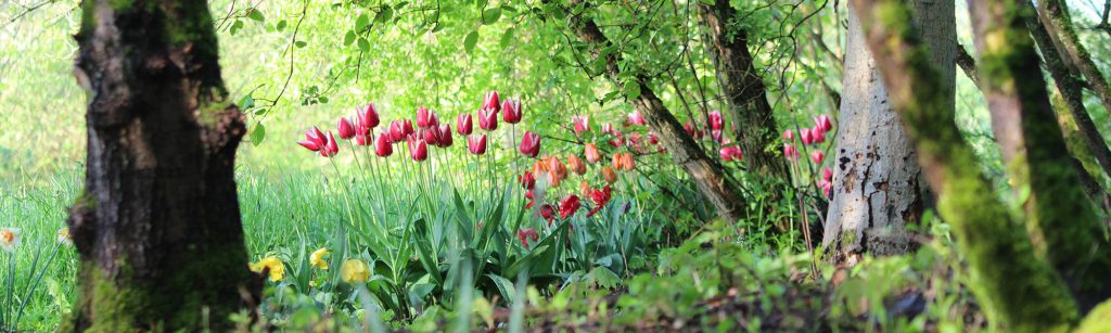 Ein grüner Weg im Wald, am Wegesrand blühen Tulpen