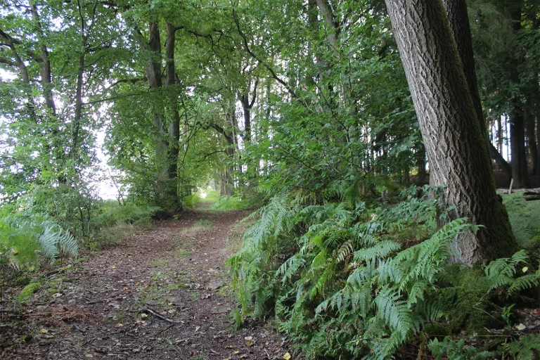 Ein Waldweg