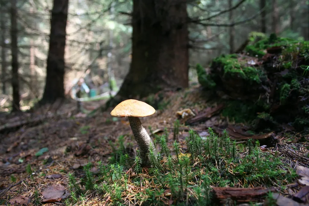 Ein Pilz im Wald