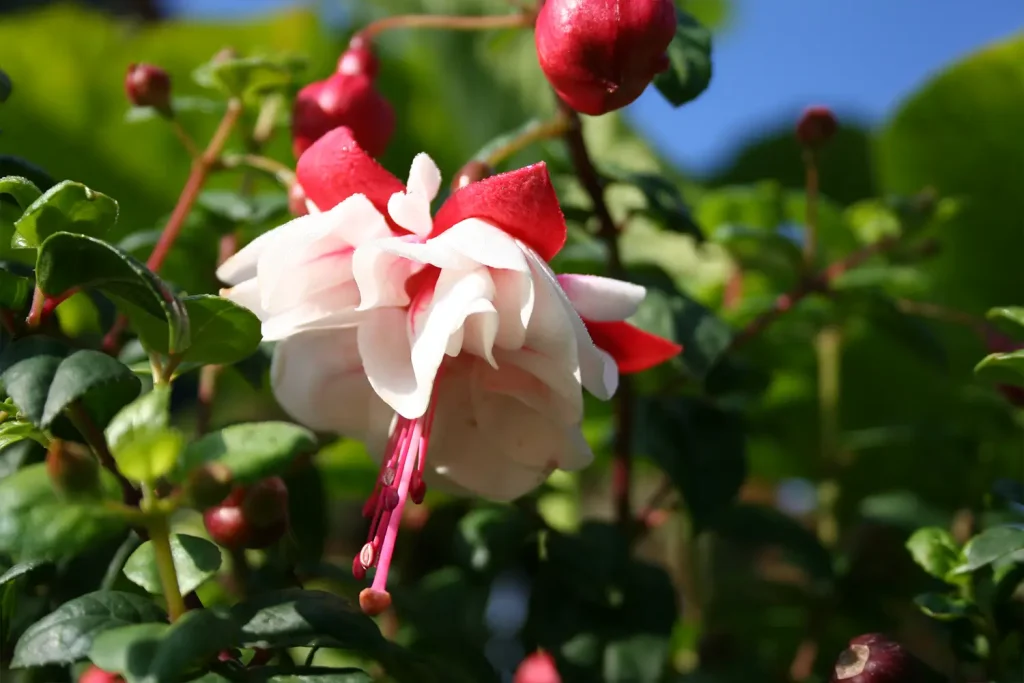 Rosa-Rot blühende Fuchsie