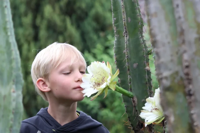 Ein Junge, der an einer weißen Kakteenblüte schnuppert