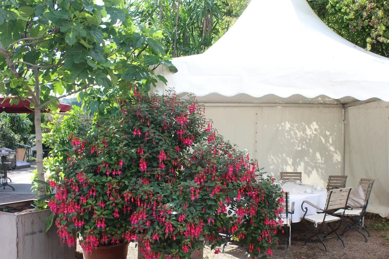 Ein weißer Gartenpavillon mit Gartenmöbeln, davor eine üppig blühende Fuchsie