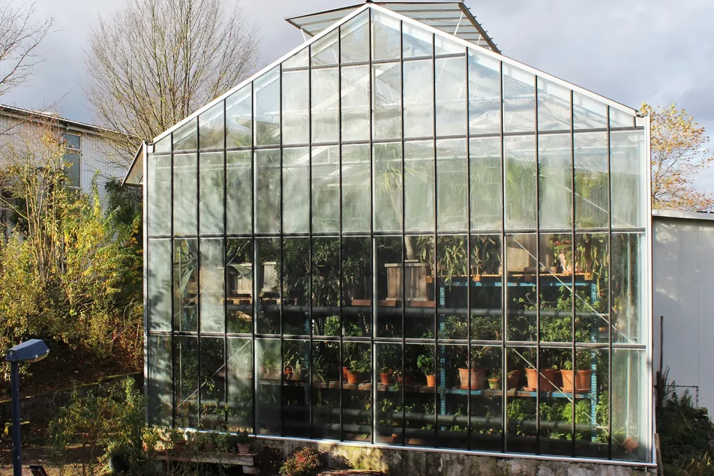Rückseite eines Gewächshauses, bei der man durch die Glasfront die aufgereihten Pflanzen im Inneren sehen kann