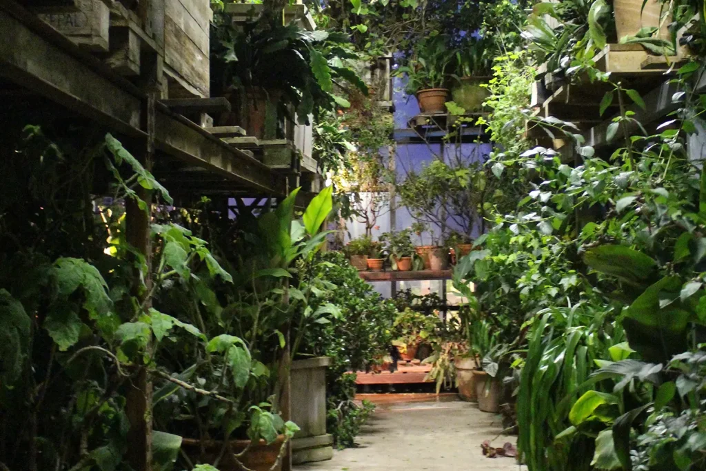 Pflanzen in Kübeln in einem Gewächshaus auf drei Ebenen übereinander gestapelt