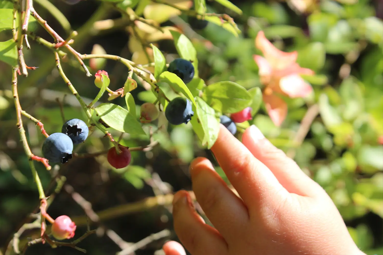 Eine Kinderhand, die Heidelbeeren pflückt