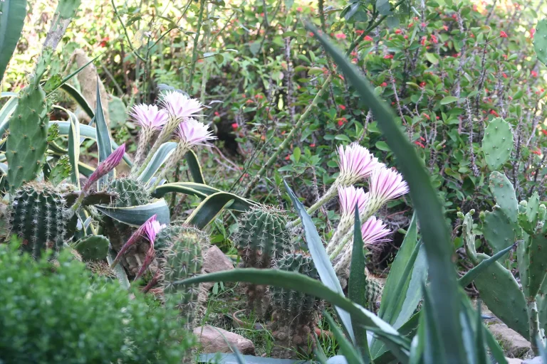 Ein Beet mit vielen rosa blühenden Kakteen