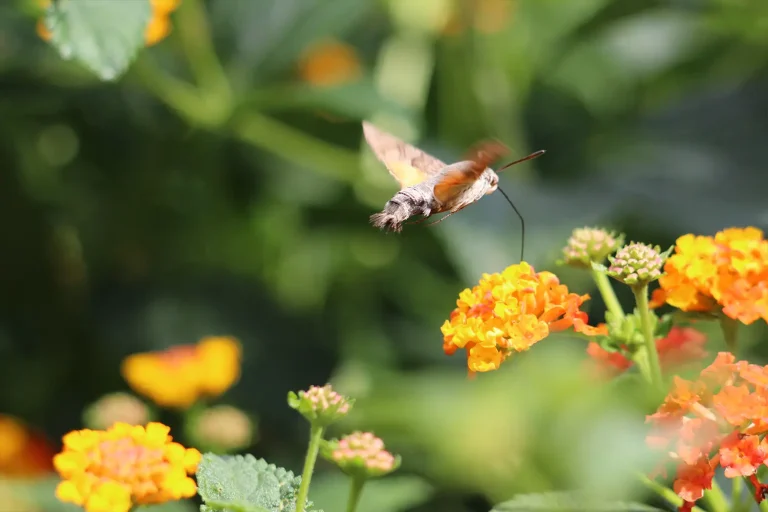 Kolibrifalter saugt aus einer orange farbenen Blüte