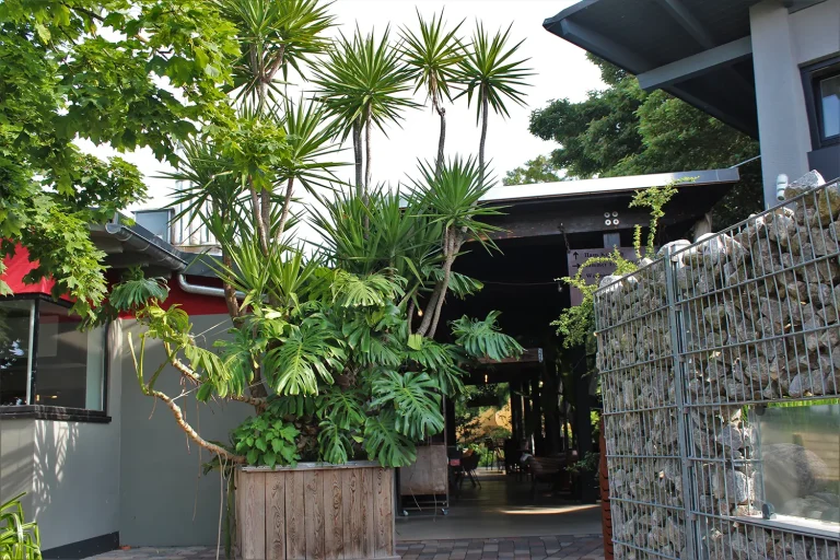 Eine riesige Yucca-Plame mit vielen Stämmen in einem großen Pflanztopf aus Holz