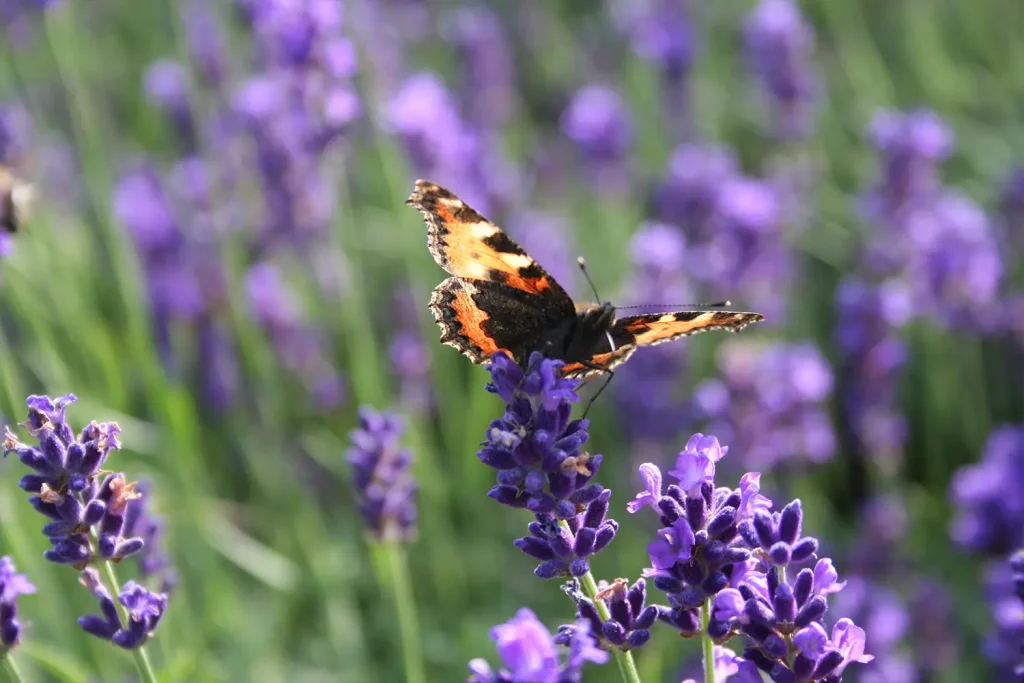 Ein Schmetterling auf einer Lavendelblüte