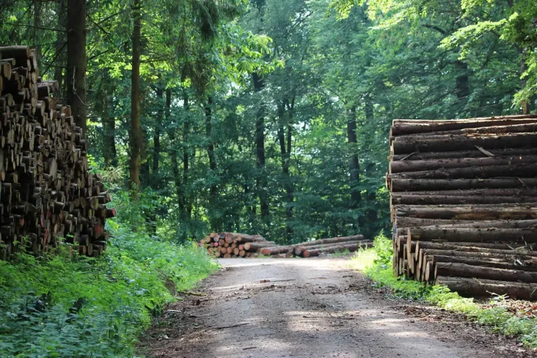 Ein Waldweg, an welchem am Wegrand Holzstämme aufgestapelt sind