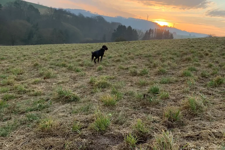 Ein Hund auf einer Wiese