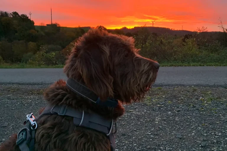 Ein sitzender Hund vor einem Sonnenuntergang