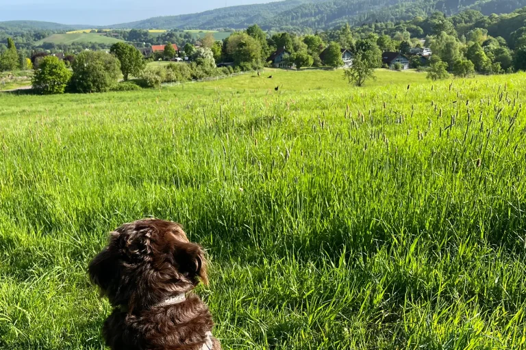 Ein Hund sitzt auf einer Wiese
