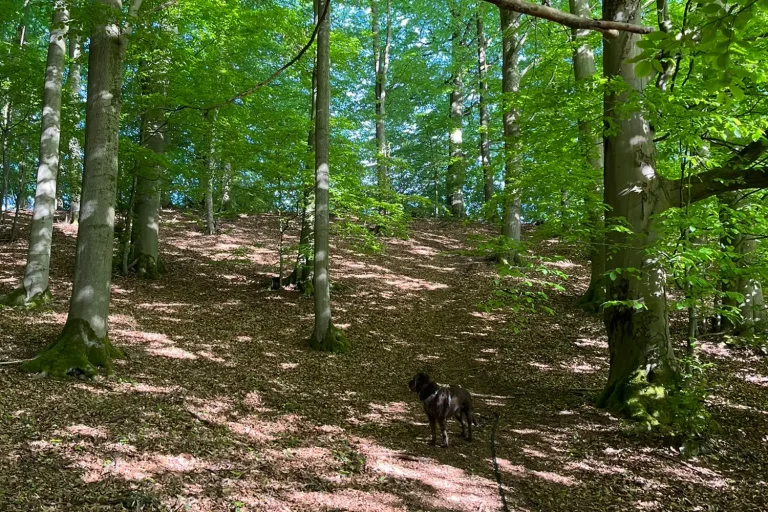 Ein Hund läuft durch den Laubwald