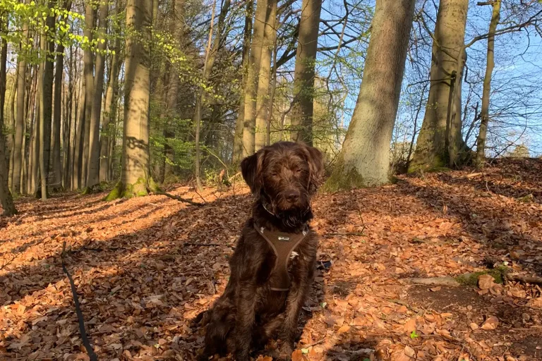 Ein Hund sitzt im Herbst im Wald