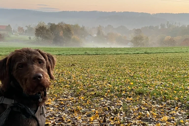 Ein Hund sitzt auf einer Wiese und schaut in die Kamera