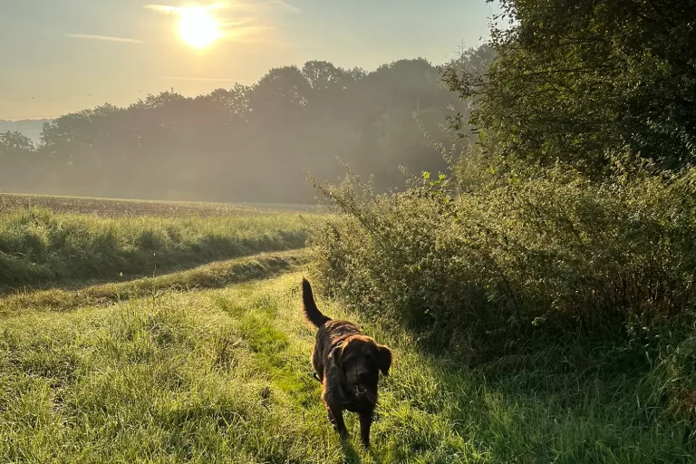 Ein Hund auf einem Feldweg bei Sonnenuntergang