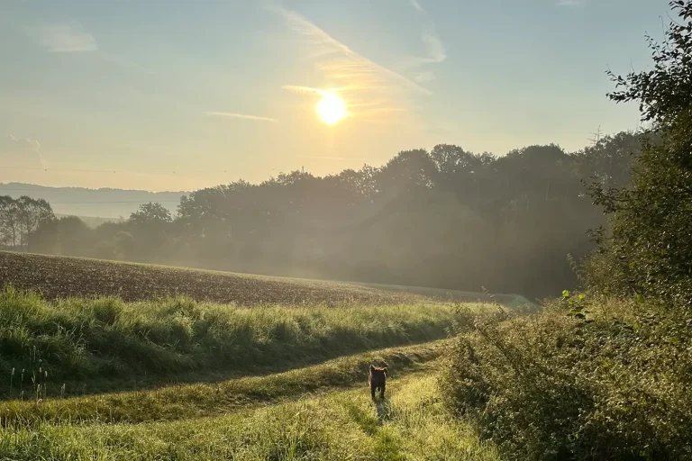 Ein Hund auf einem Feldweg